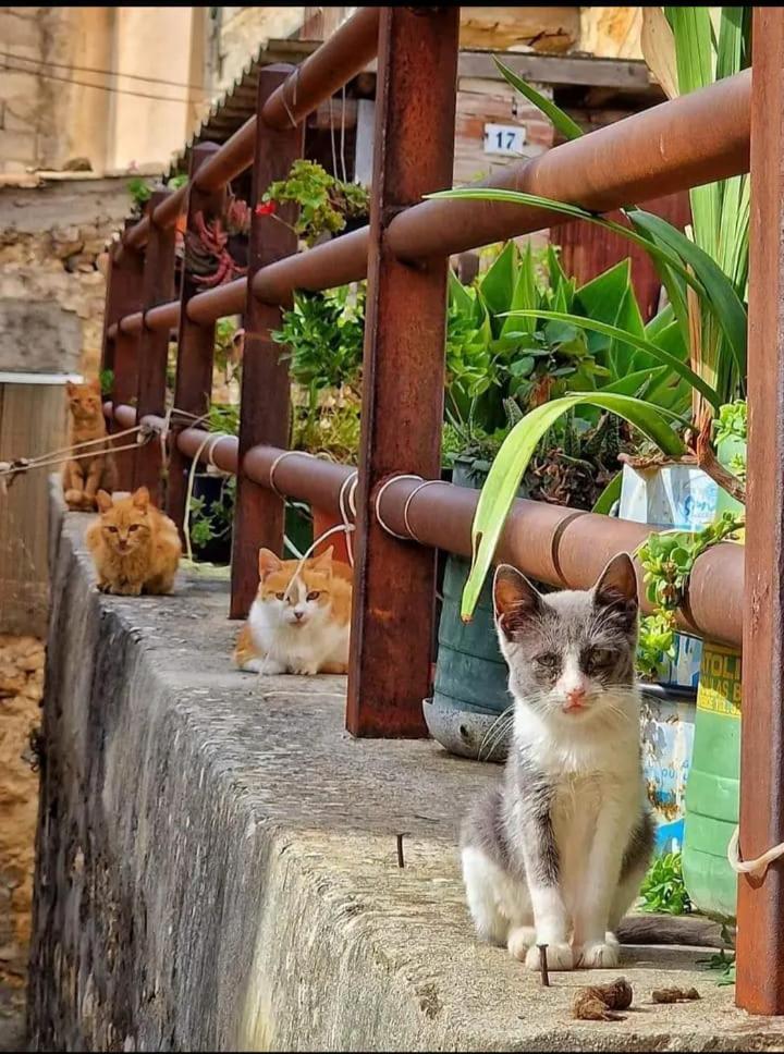 Casa Didyma Daire San Giovanni Gemini Dış mekan fotoğraf
